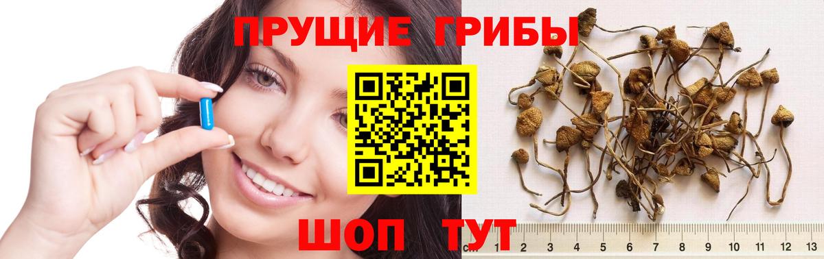 Сосновоборск  Галлюциногенные грибы GOLDEN TEACHER  Вход с VPN 
